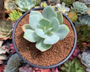 Echeveria 'Hakuhou' non-variegated 3" Succulent Plant