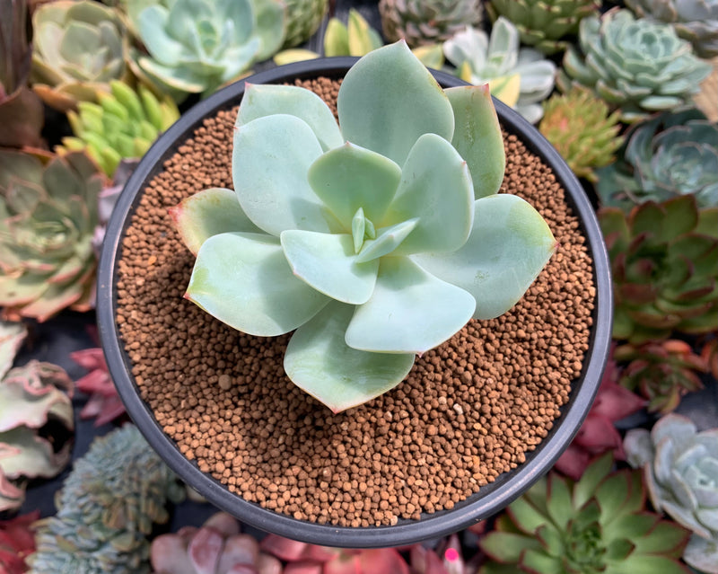 non succulent plants Echeveria 'Hakuhou' non-variegated 3" Succulent Plant – True Succulents Plant Co