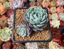 Echeveria 'Minima' Hybrid 2" Succulent Plant