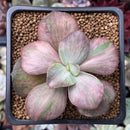 Echeveria 'Suyon Frill' Variegated 2" Succulent Plant