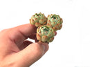 Echeveria 'Lala' Cluster 2" Rare Succulent Plant