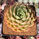 Echeveria 'Timothy' 3" Succulent Plant