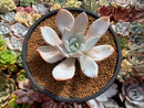 Echeveria 'White Lotus' 3" Powdery Succulent Plant