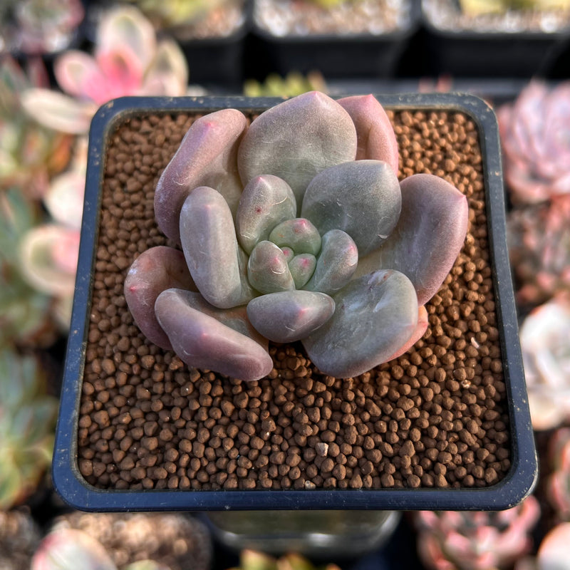 valentine succulent Echeveria 'Valentine' 1" Succulent Plant – True Succulents Plant Co