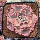 Echeveria 'Cleopatra' 4" Succulent Plant