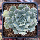 Echeveria 'Hearts Choice' 2" Succulent Plant