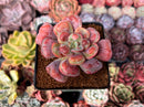 Echeveria 'Hearts Delight' 3" Succulent Plant
