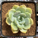 Echeveria 'Chloe' 2" Succulent Plant
