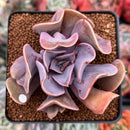 Echeveria 'Perle von Nurnberg' Trumpeting Form (Not Trumpet Pinky) 2" Succulent Plant