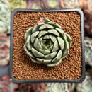 Echeveria 'Redsara' 2" Air Magic Hybrid Succulent Plant
