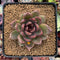 Echeveria Agavoides 'Black Queen' 2"-3" Succulent Plant