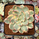 Echeveria 'Esther' Variegated 3" Succulent Plant