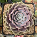 Echeveria 'Pastel Leon' 4" Succulent Plant