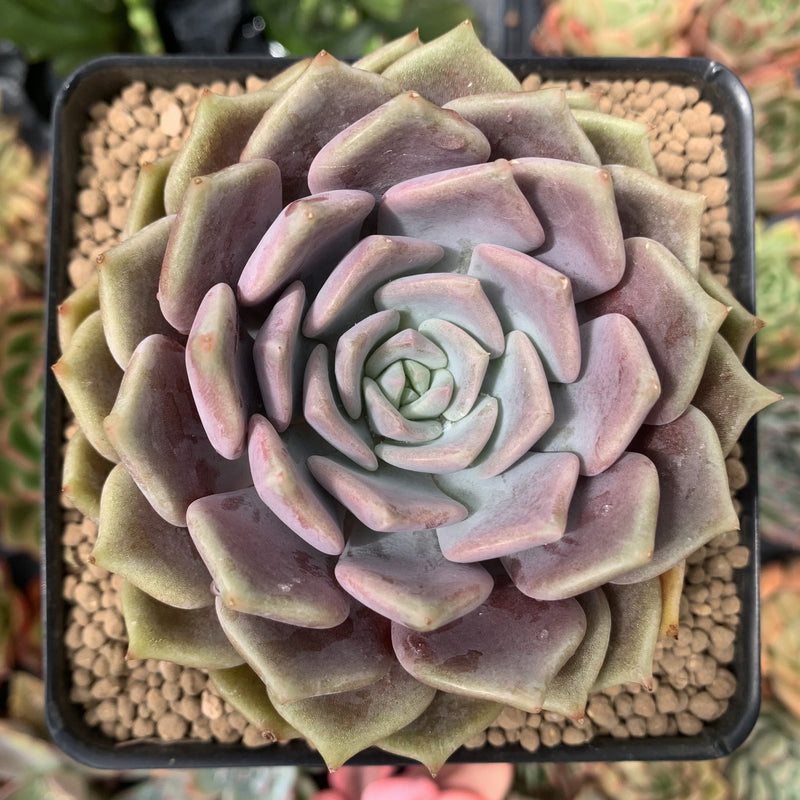 raindrop succulent String of Raindrops Senecio Hybrid 2 Inch