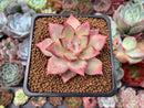 Echeveria 'Cherry Blossom' 1"-2" New Hybrid Succulent Plant