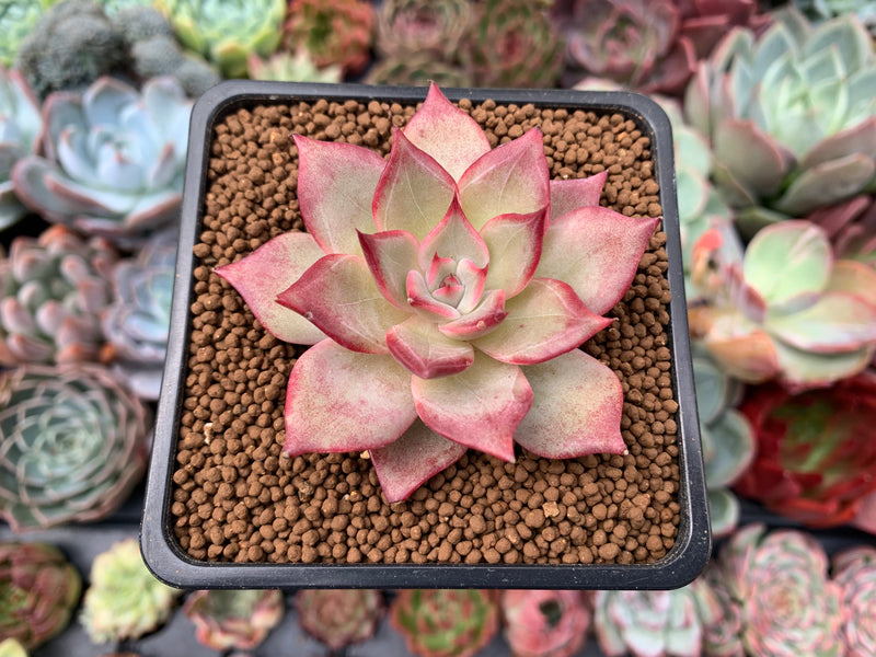 flowering echeveria succulent Echeveria 'Cherry Blossom' 1"-2" New Hybrid Succulent Plant – True Succulents Plant Co