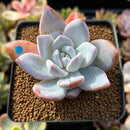 Echeveria 'Ivory' 2" Powdery Succulent Plant