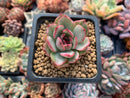 Echeveria Agavoides sp. Variegated 1" Succulent Plant