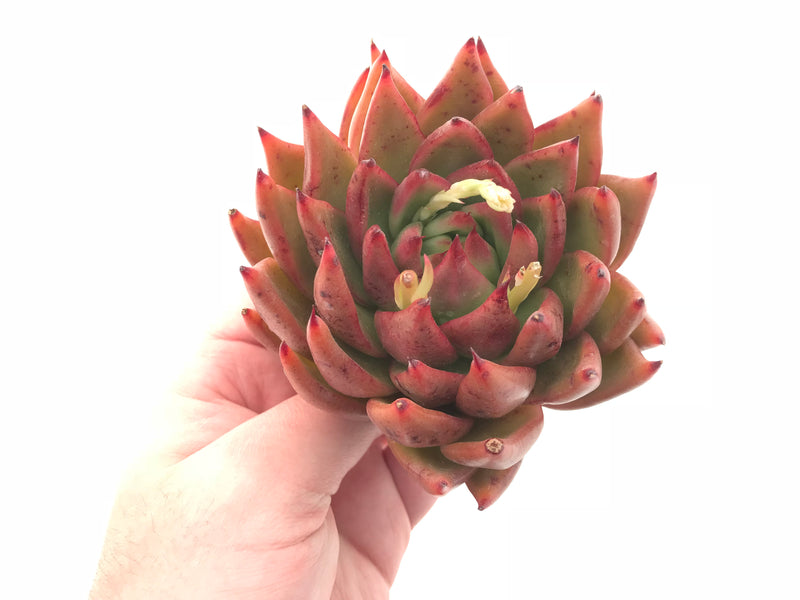 Echeveria Agavoides Red Maria Hybrid 4” Rare Succulent Plant