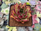 Echeveria Agavoides 'Ebony' Hybrid Selected Clone  3" Succulent Plant