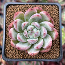 Echeveria sp. 2" Succulent Plant