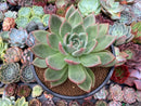 Echeveria 'White Champaign' 4" Succulent Plant