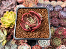 Echeveria 'Red Tan' 1" Succulent Plant