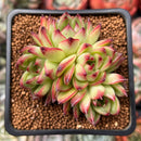 Echeveria 'Moonstone' 2" Cluster Succulent Plant
