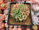 Echeveria 'Lamillette' Crested 4" Succulent Plant