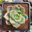 Echeveria 'Monroe Chanel' 1" Succulent Plant