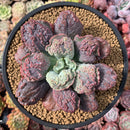 Echeveria 'Linguas' 4"-5" Succulent Plant
