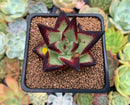 Echeveria Agavoides 'Jelly Cassiopeia' 2" Succulent Plant