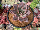Echeveria 'Purple Champaign' 4" Succulent Plant