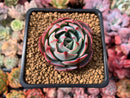 Echeveria sp. 2" Succulent Plant
