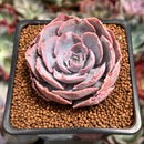 Echeveria 'Pinky' 2" Succulent Plant