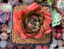 Echeveria Agavoides 'Callisto' 1" Succulent Plant