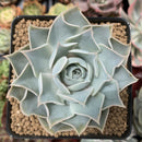 Echeveria 'Willi Willi' 4" Powdery Succulent Plant