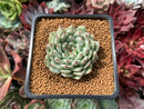 Echeveria 'Mexensis Zaragosa' 1"-2" Succulent Plant
