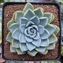 Echeveria sp. 3" Succulent Plant