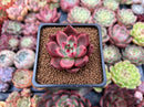 Echeveria Agavoides 'Hongro' 2" Succulent Plant