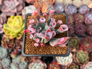 Echeveria 'Trumpet Pinky' 2" Succulent Plant