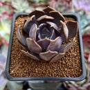 Echeveria 'Black Mamond' 1"-2" Succulent Plant