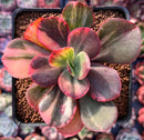 Echeveria 'Primadonna' Variegated 2"-3" Succulent Plant