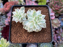 Echeveria 'Margaret' Variegated 2" Succulent Plant