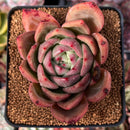 Echeveria 'Baekya' 3" Succulent Plant