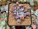 Echeveria 'Trumpet Pinky' 2"-3" Succulent Plant