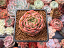 Echeveria 'Snow Angel' 1"-2" Succulent Plant
