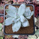Pachyveria 'Crystal Ice' 2"-3" Succulent Plant