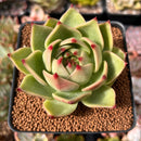 Echeveria Agavoides 'Blue Dragon' 2"-3" Succulent Plant