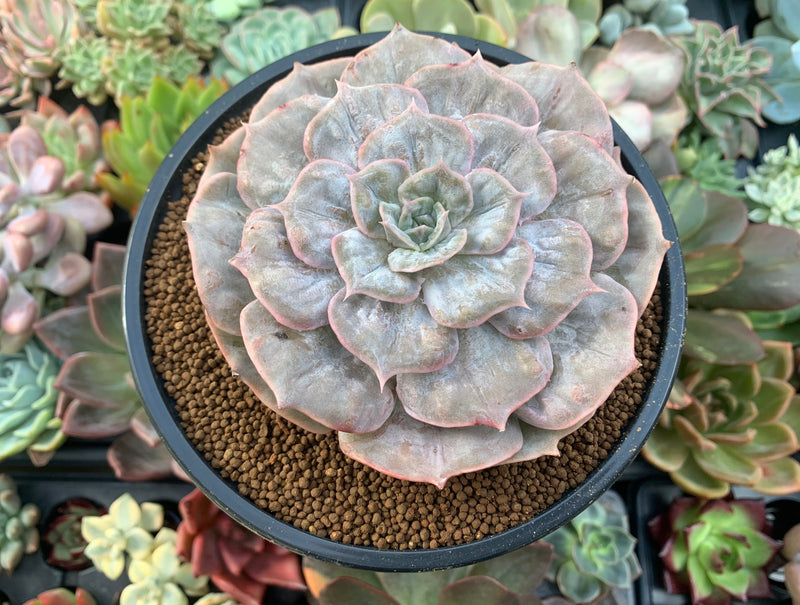 marble buttons succulent Echeveria 'Lilacina' Marble Variegated 4"-5" Succulent Plant – True Succulents  Plant Co